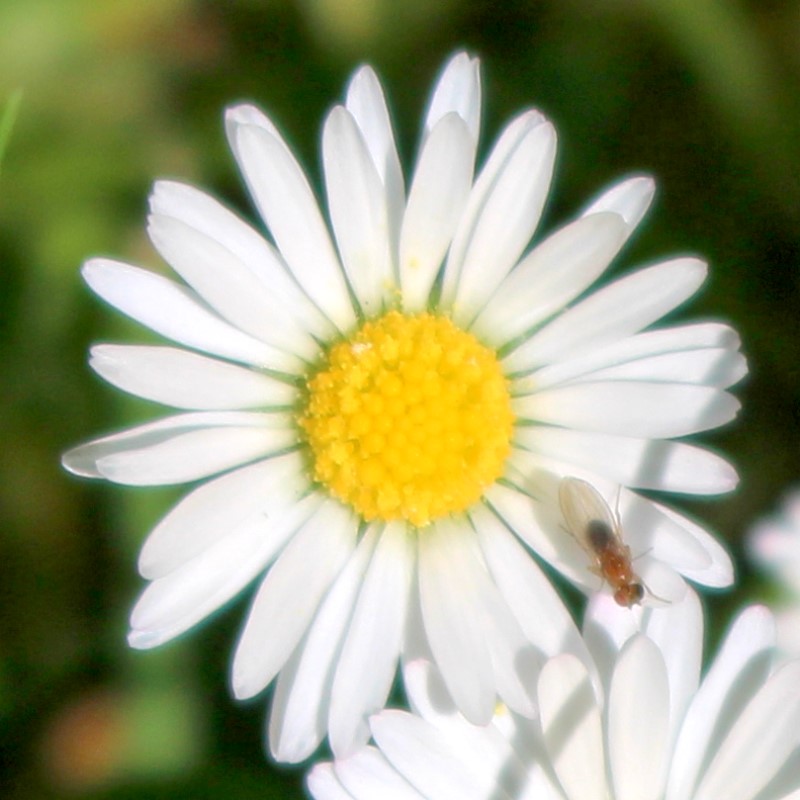 Gänseblümchen