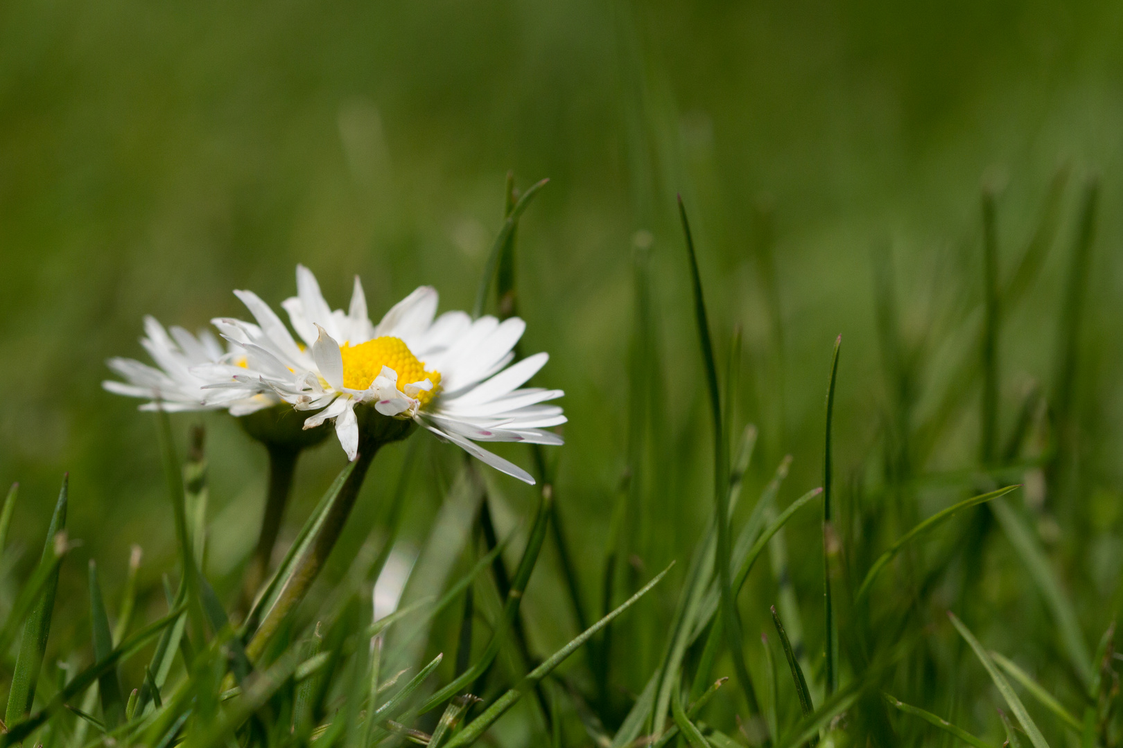 Gänseblümchen