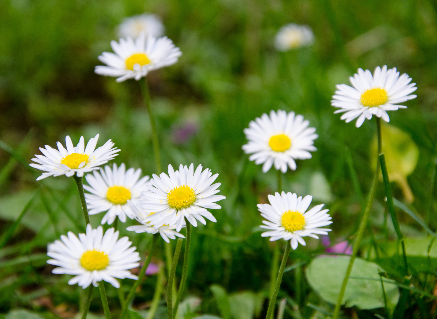 Gänseblümchen