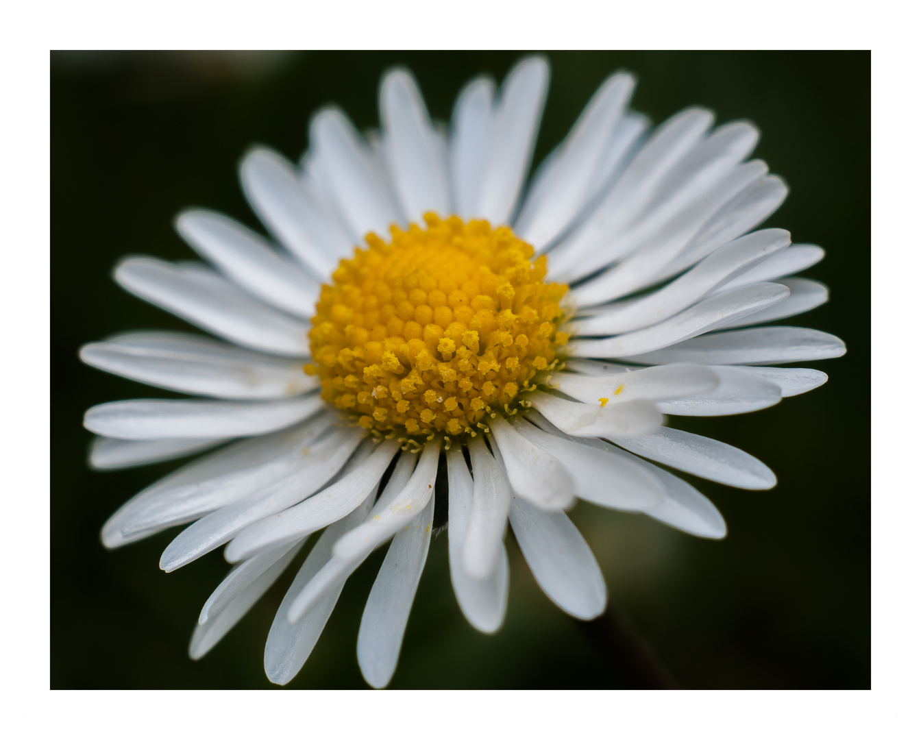 "Gänseblümchen"