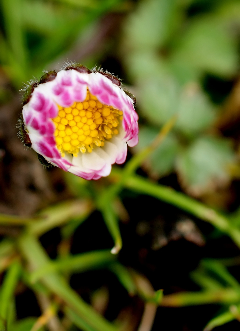 Gänseblümchen