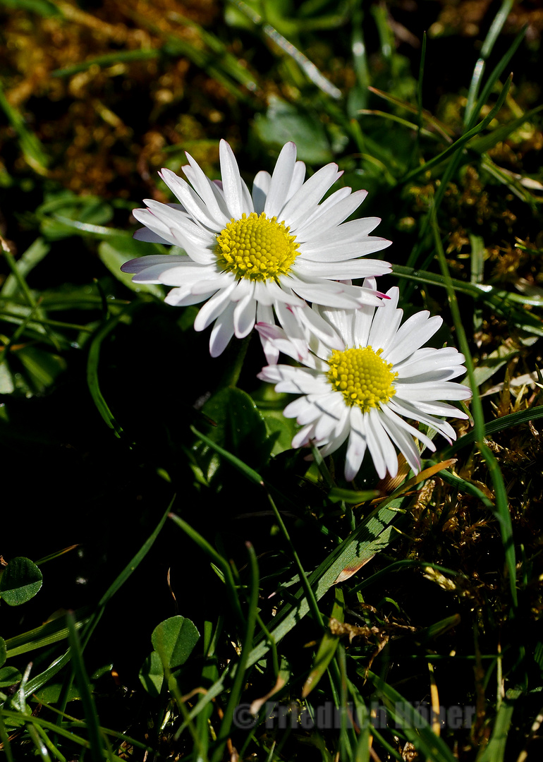 Gänseblümchen