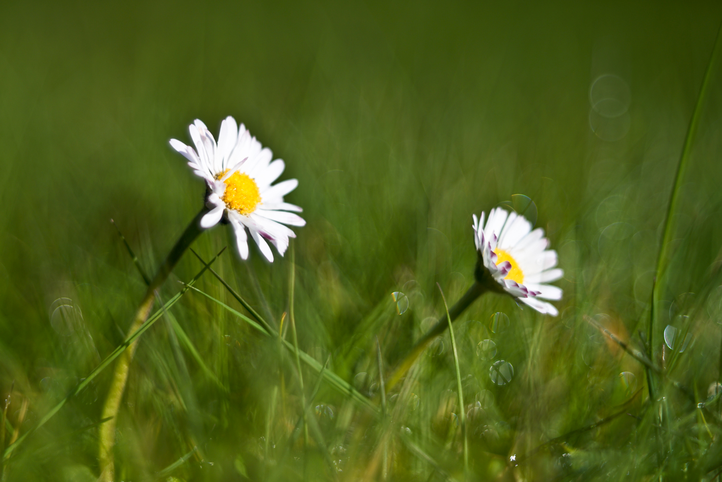 Gänseblümchen