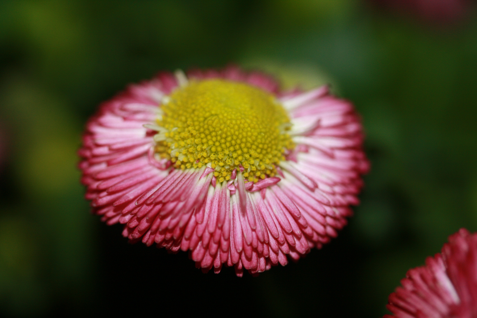 Gänseblümchen