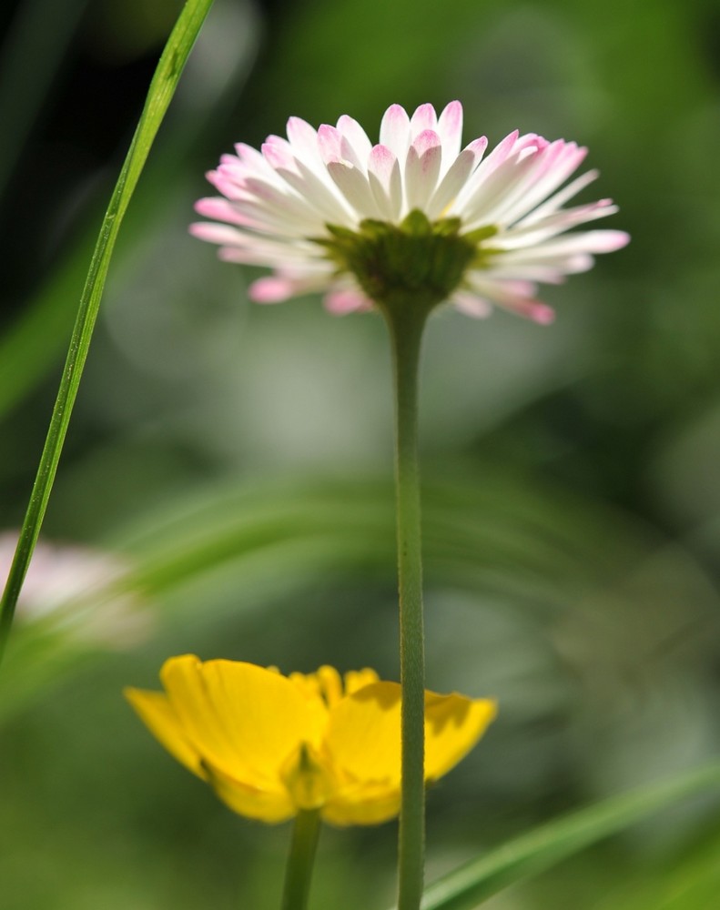 gänseblümchen