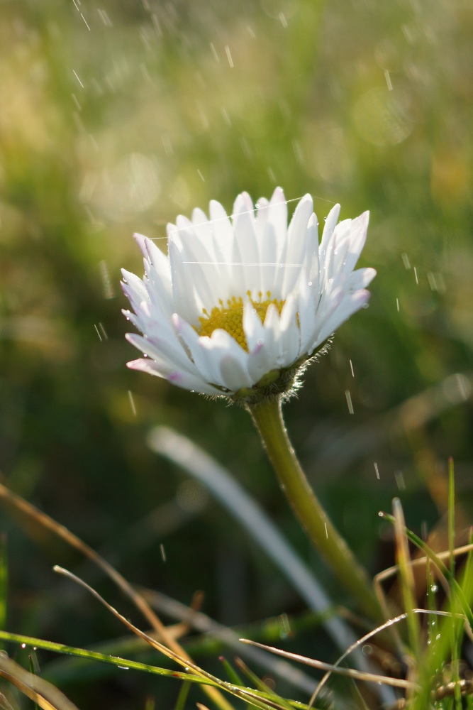 Gänseblümchen