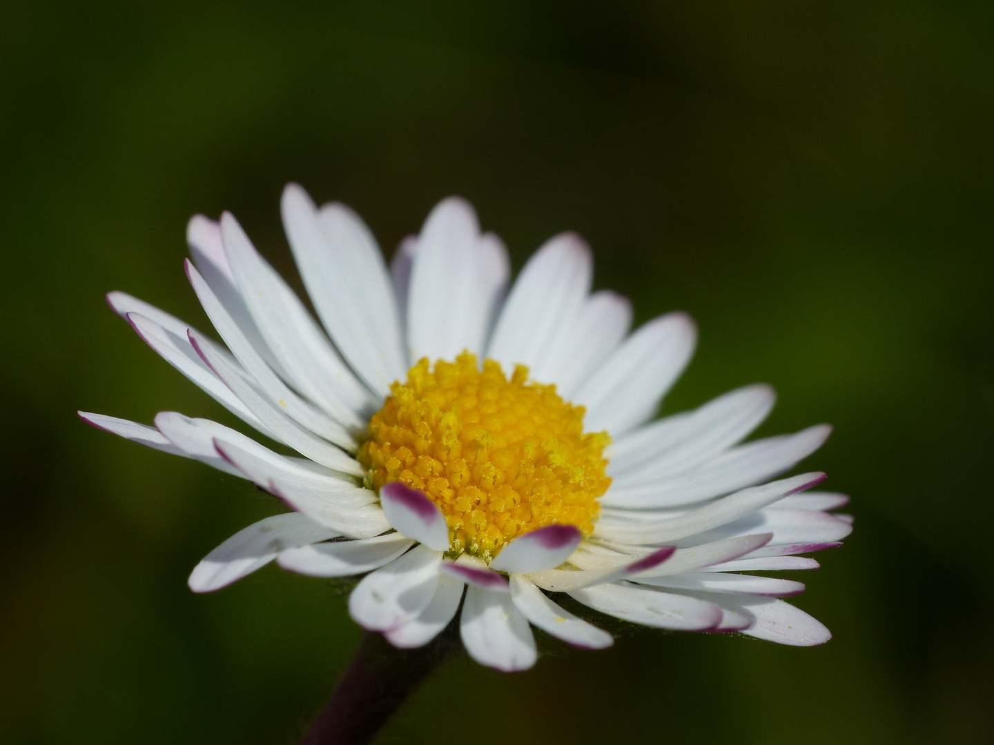 Gänseblümchen.....