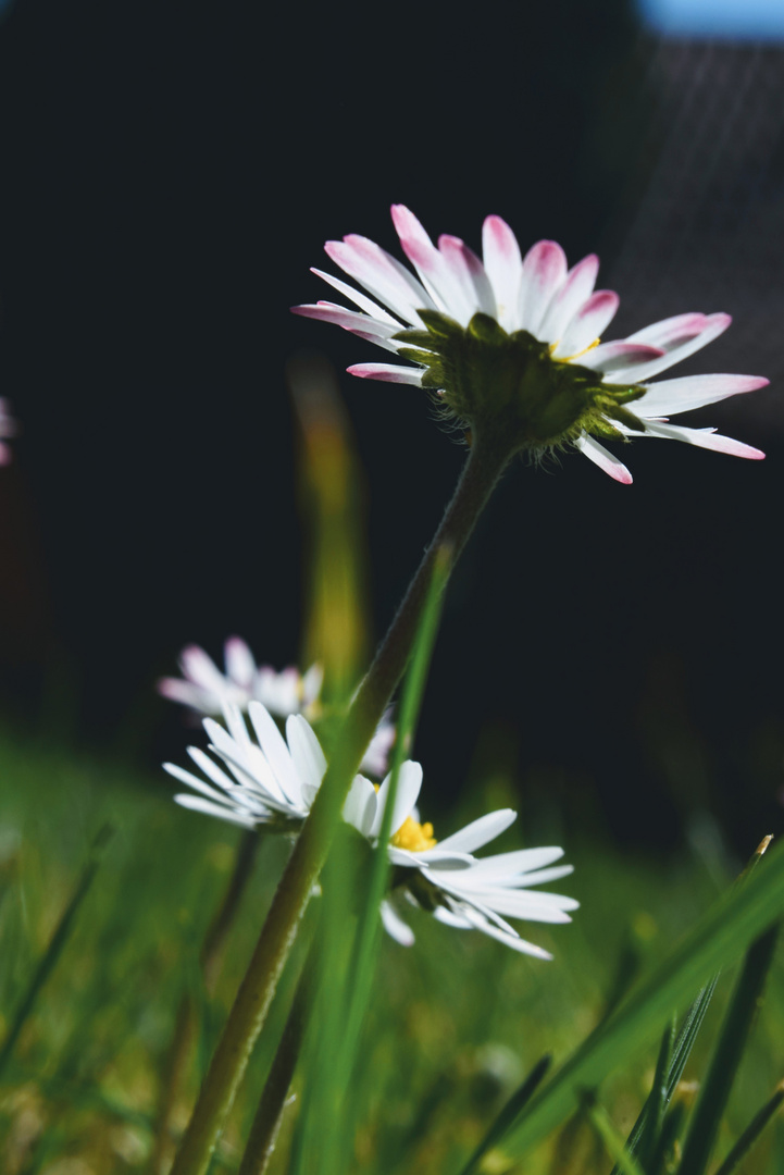 Gänseblümchen !!!!! 