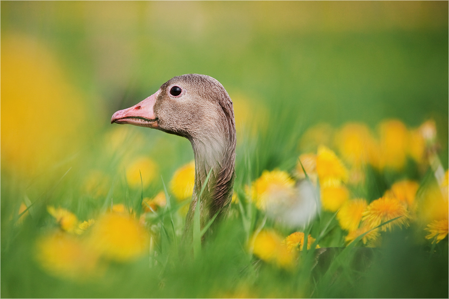 Gänseblümchen :-)