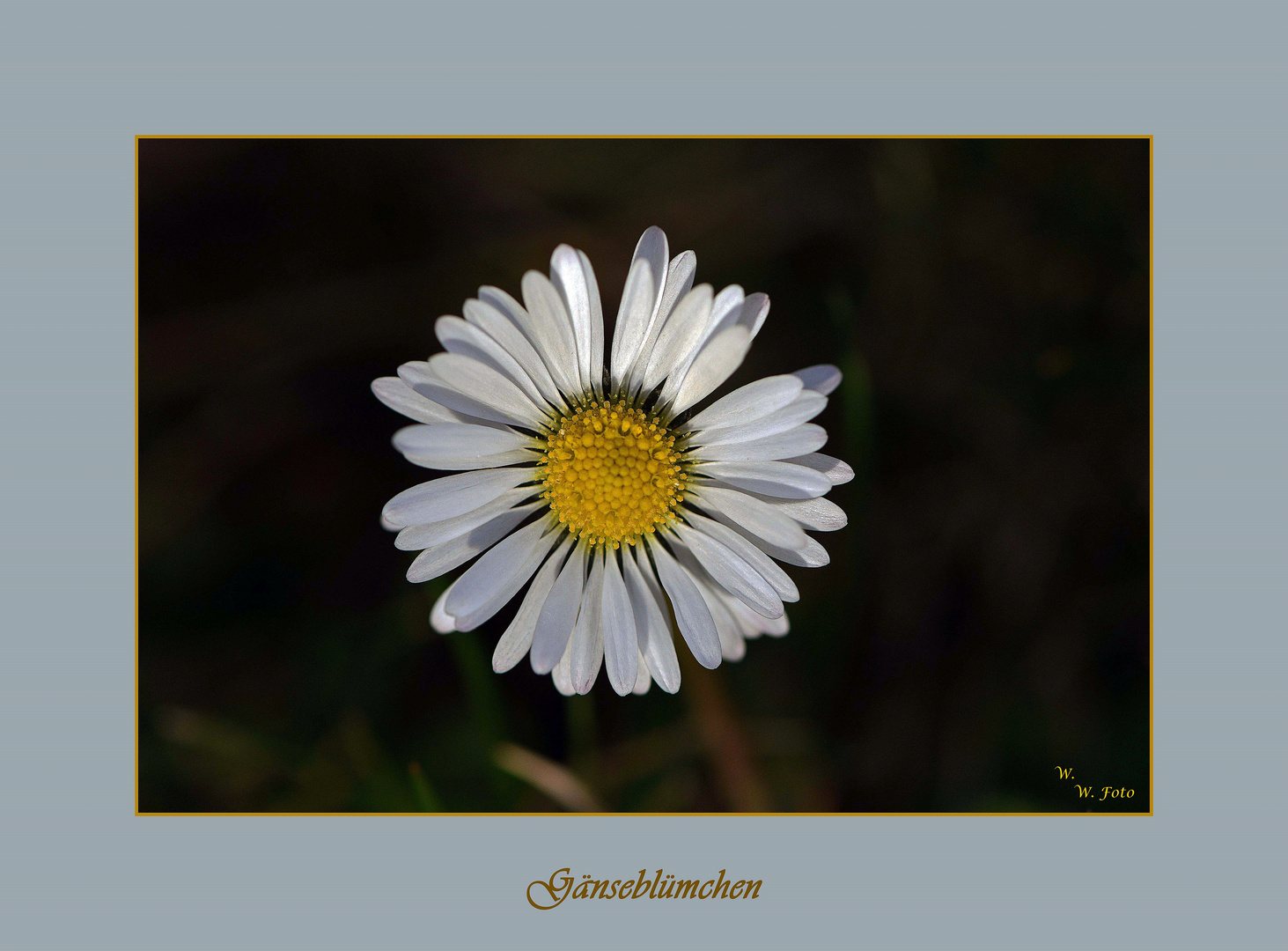 Gänseblümchen