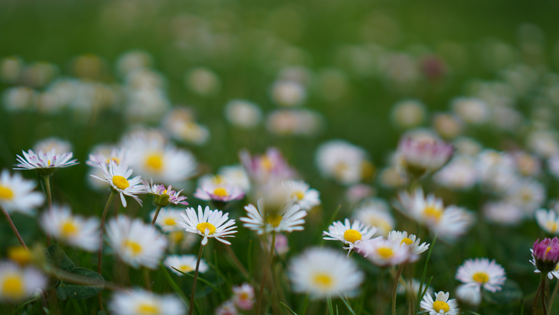 Gänseblümchen