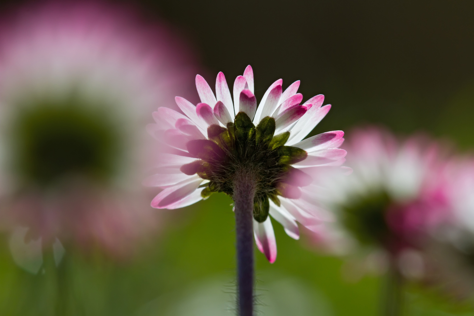 Gänseblümchen.