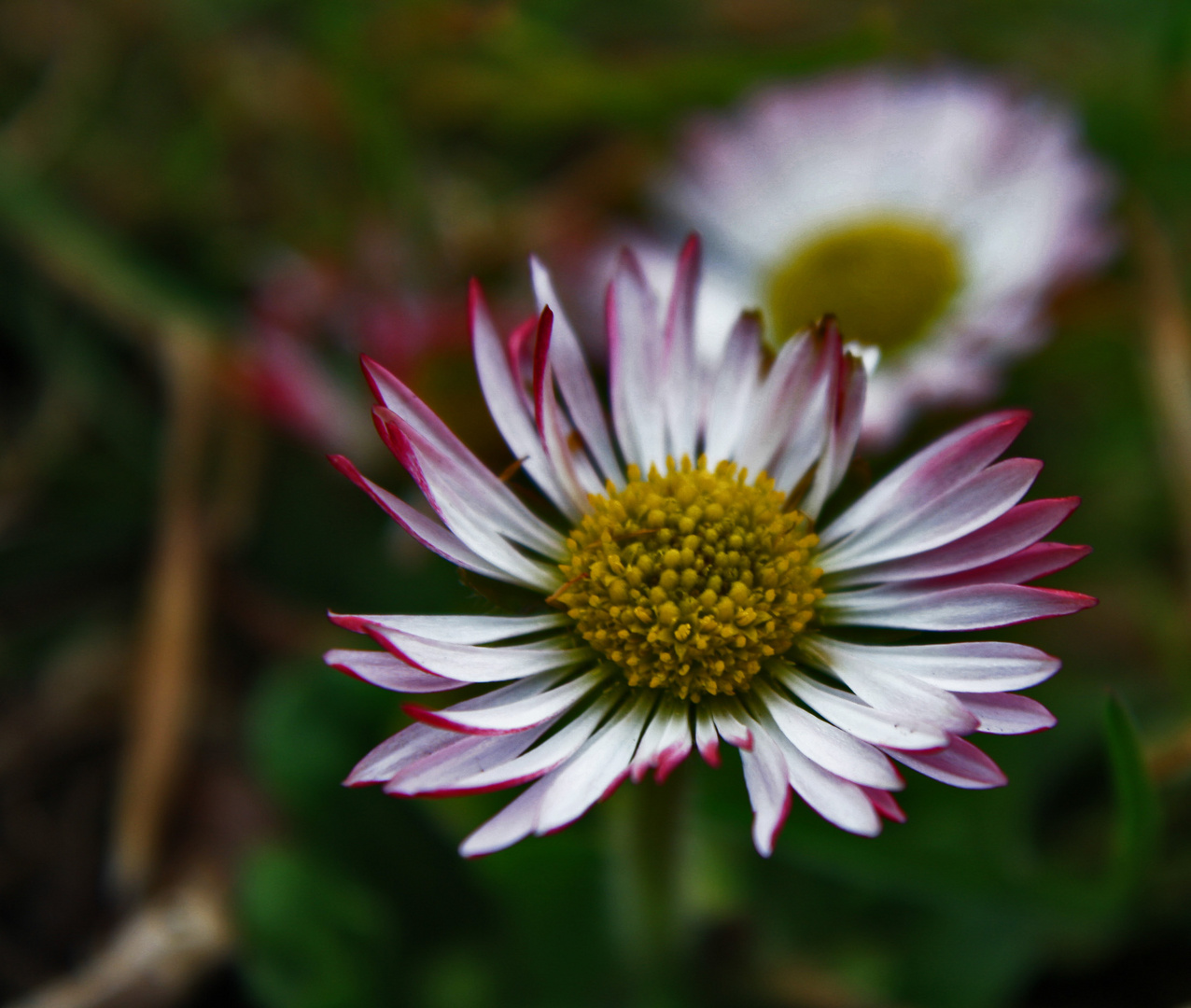 gänseblümchen