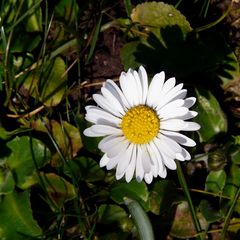 Gänseblümchen