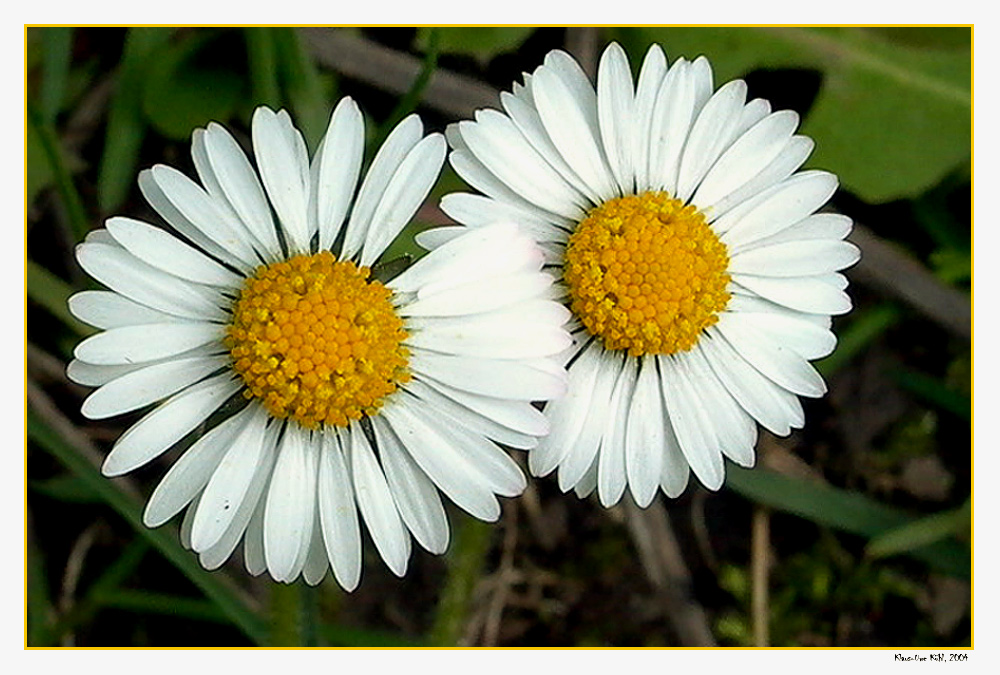 Gänseblümchen