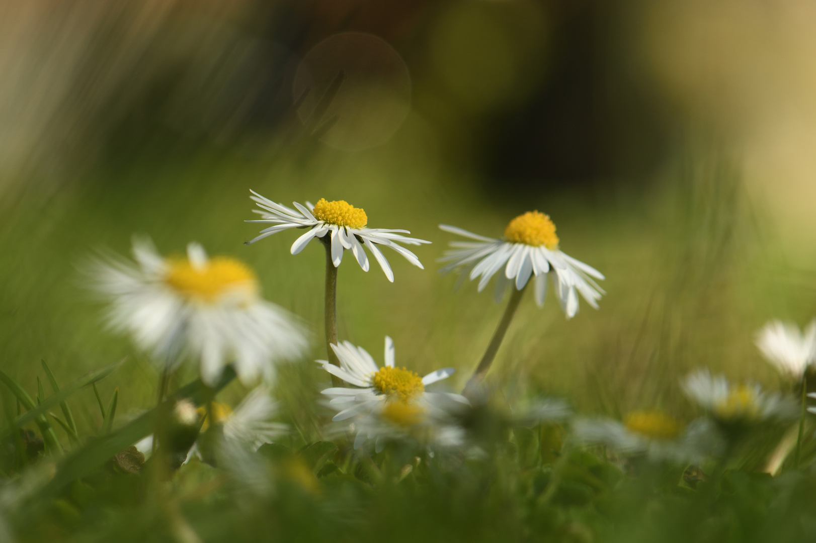 Gänseblümchen