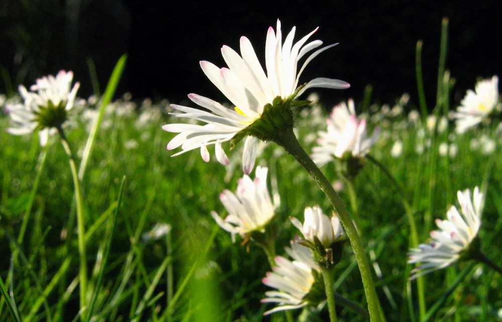 Gänseblümchen...