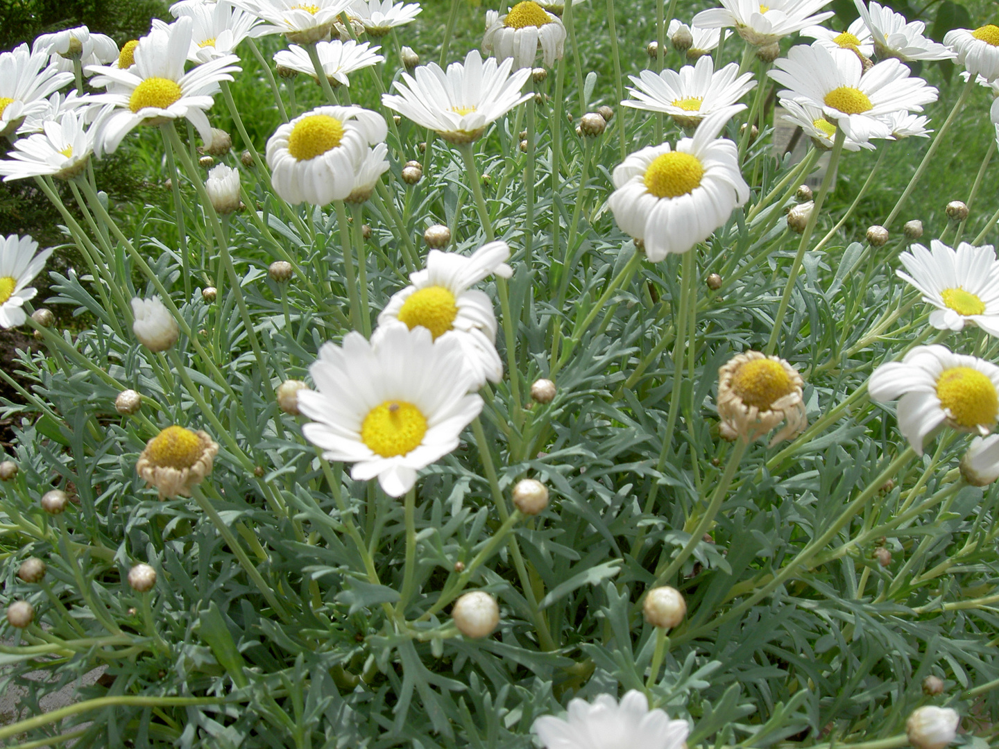 Gänseblümchen