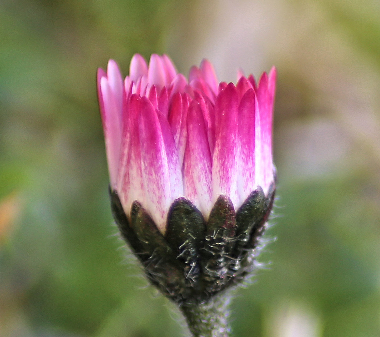 Gänseblümchen