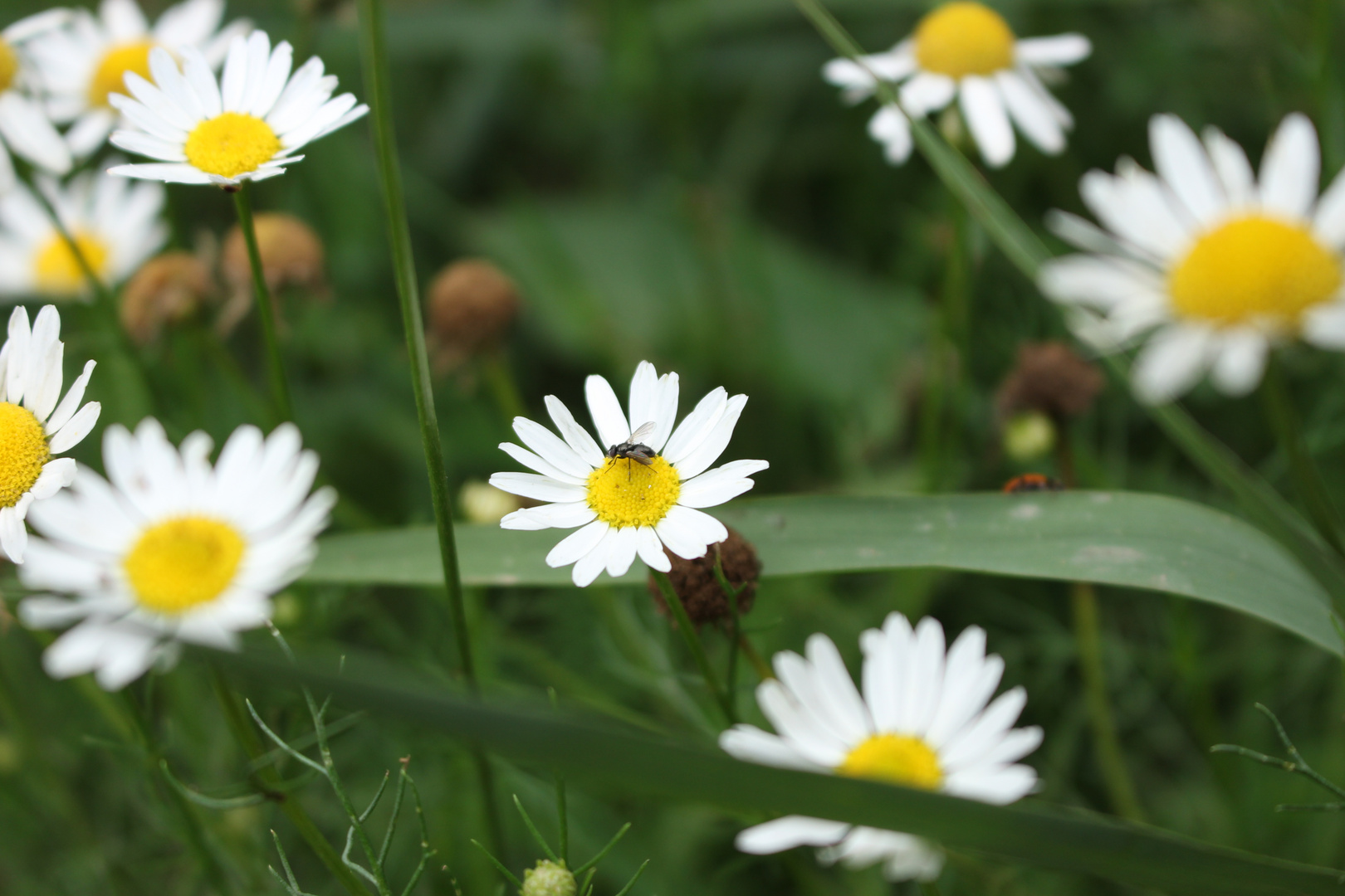 gänseblümchen