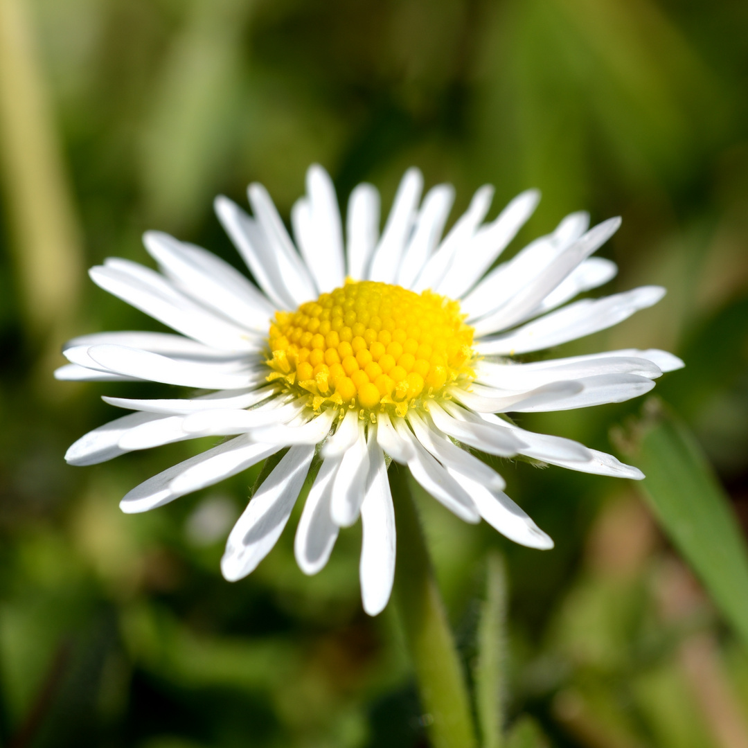 Gänseblümchen