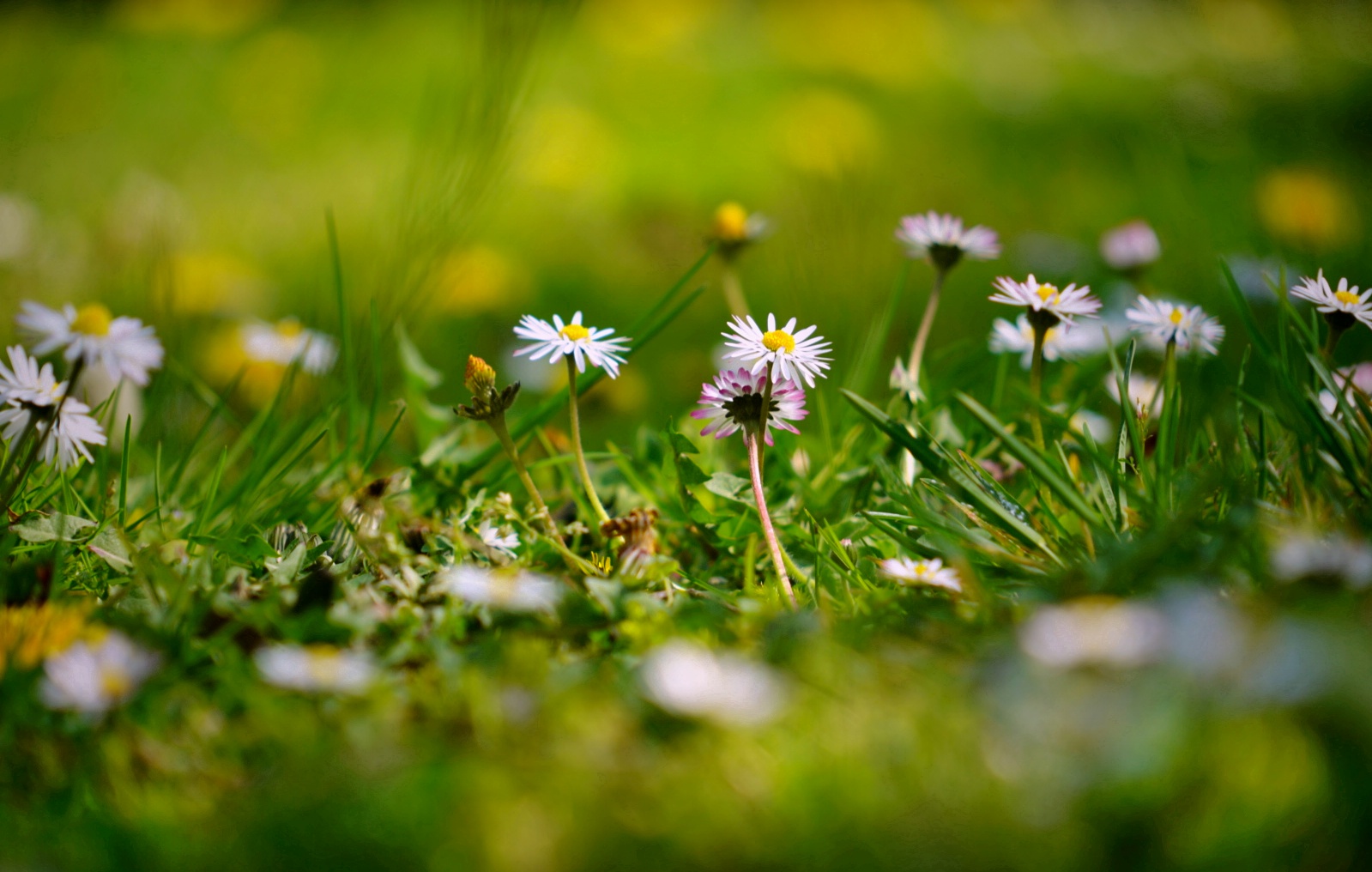 Gänseblümchen 