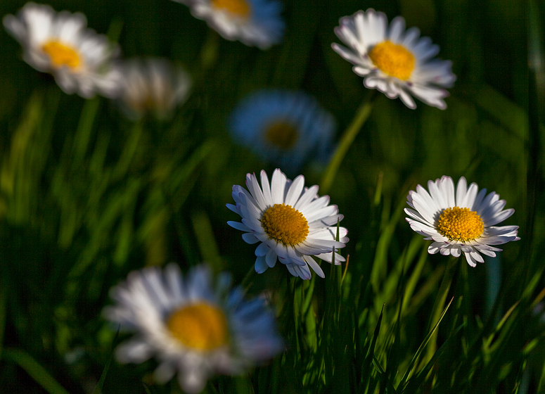 Gänseblümchen