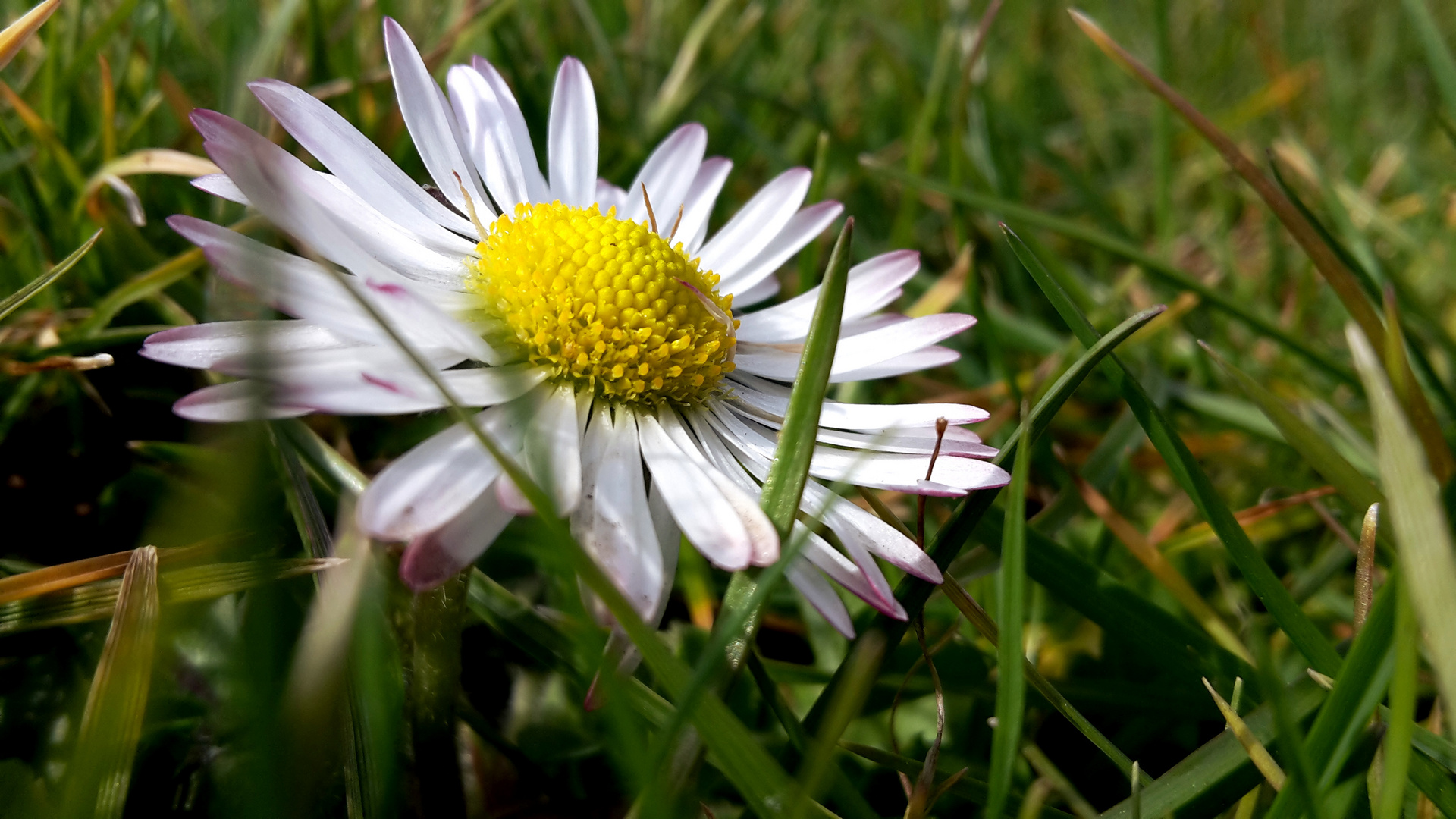 Gänseblümchen