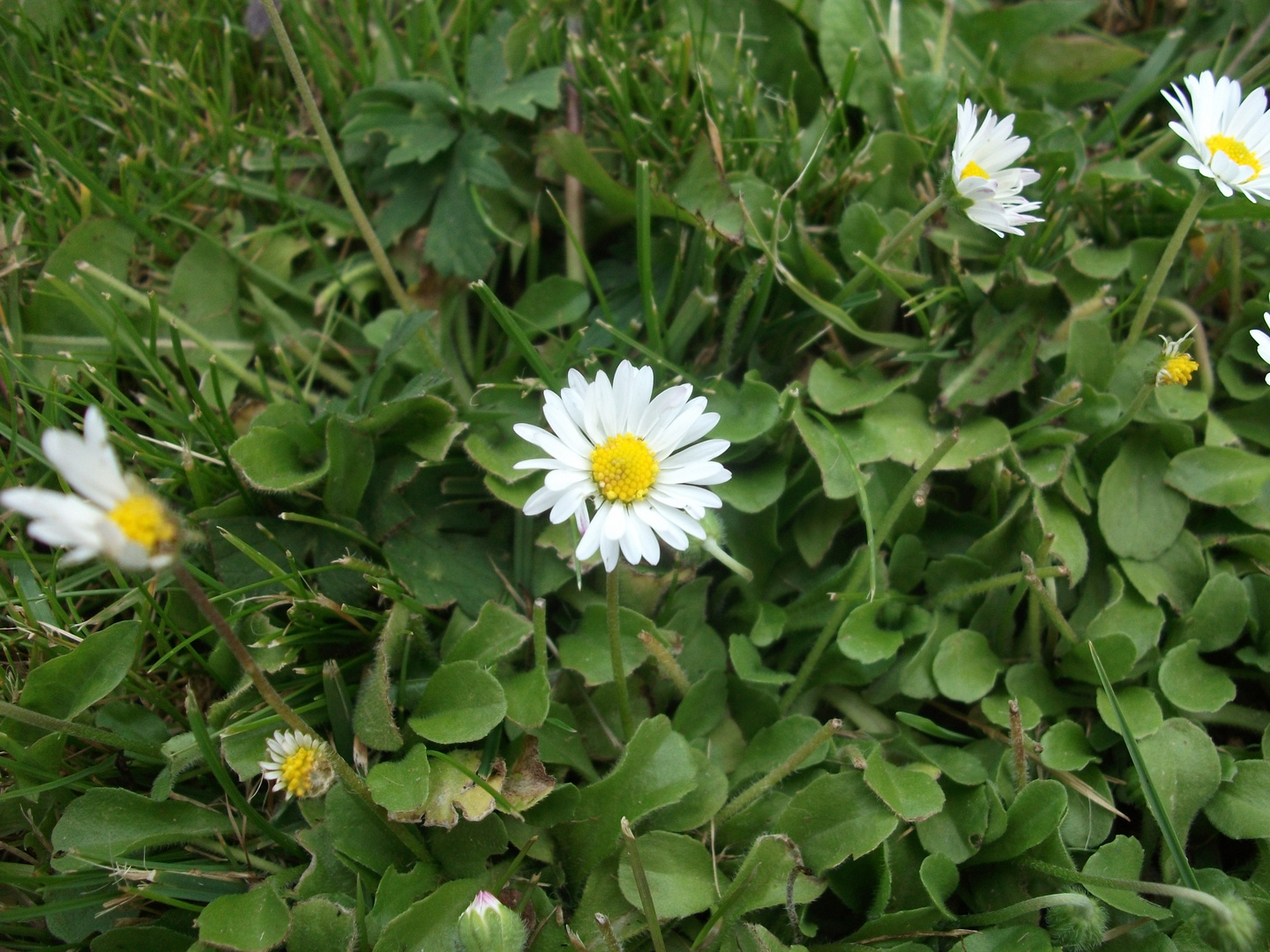 Gänseblümchen