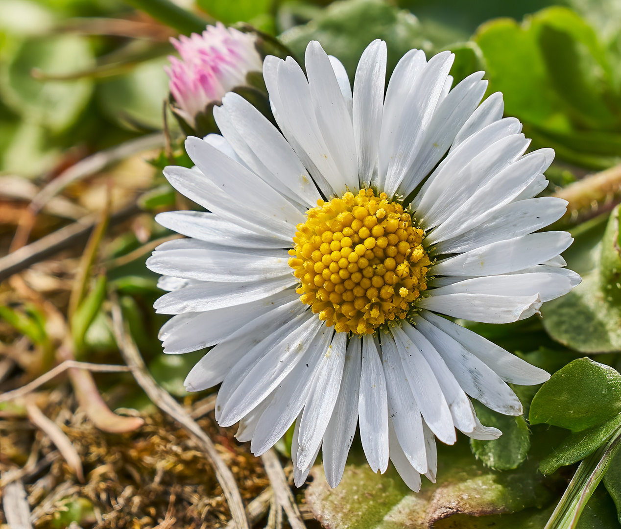 Gänseblümchen