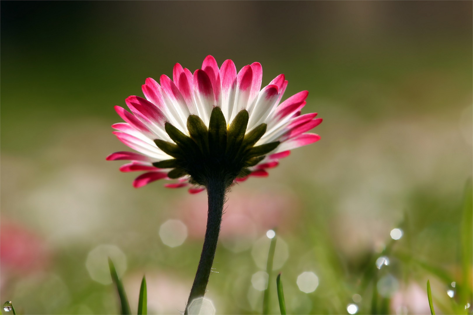 Gänseblümchen