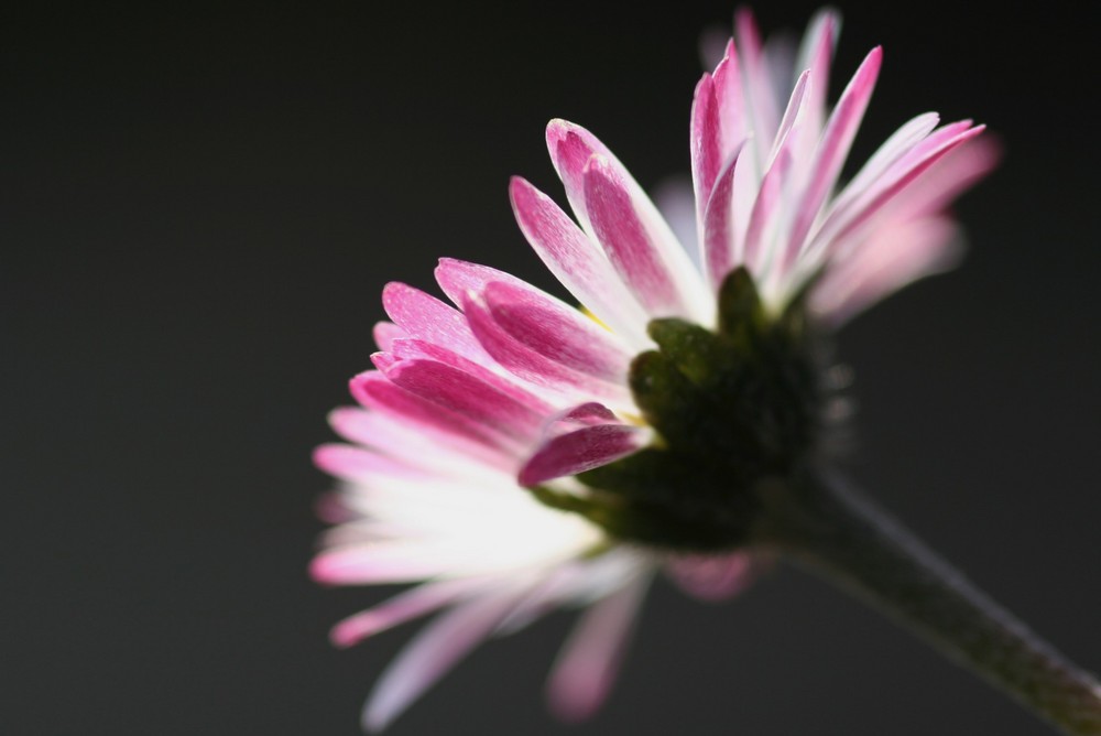 Gänseblümchen