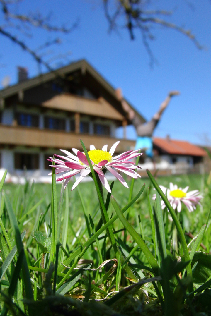 gÄnseBlüMchen