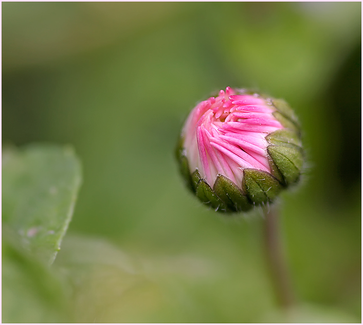 Gänseblümchen