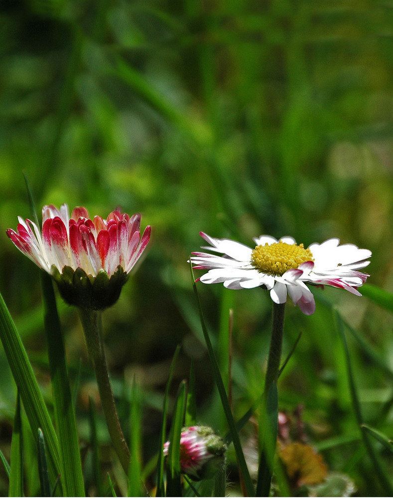 Gänseblümchen