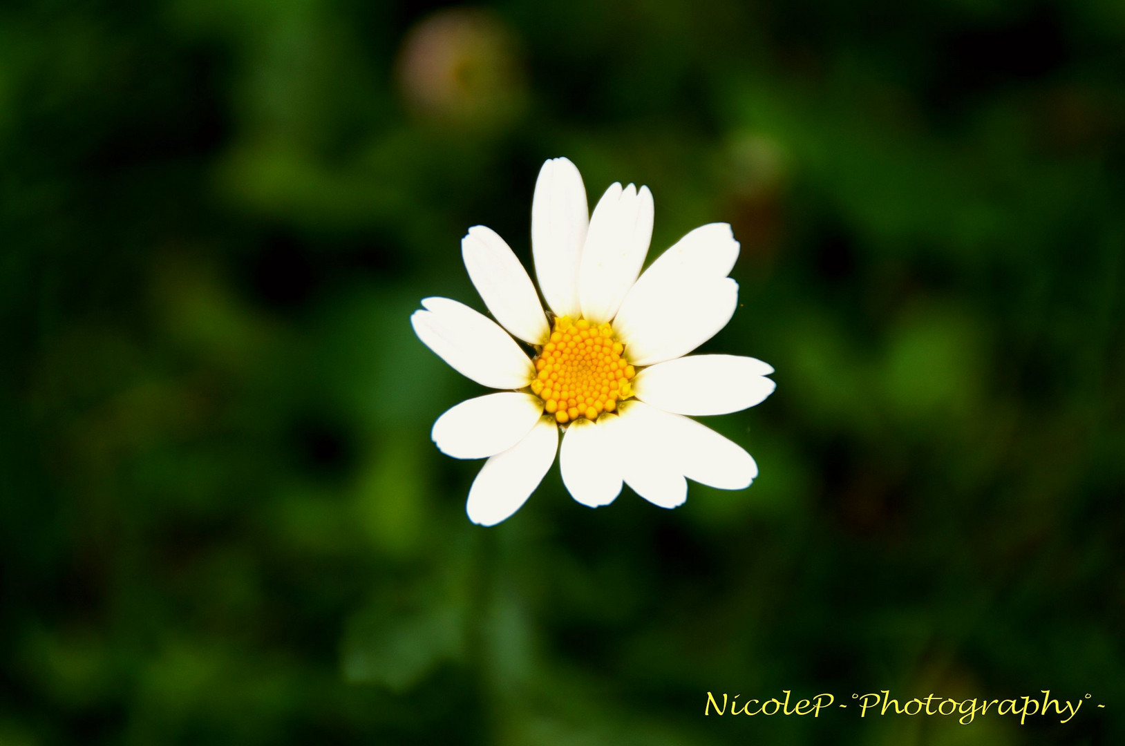 Gänseblümchen