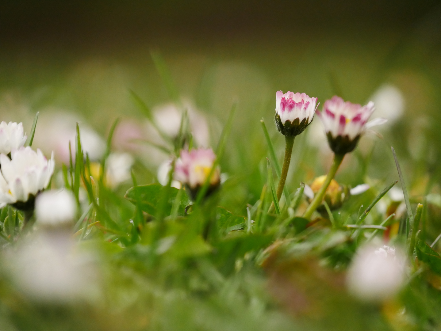 Gänseblümchen