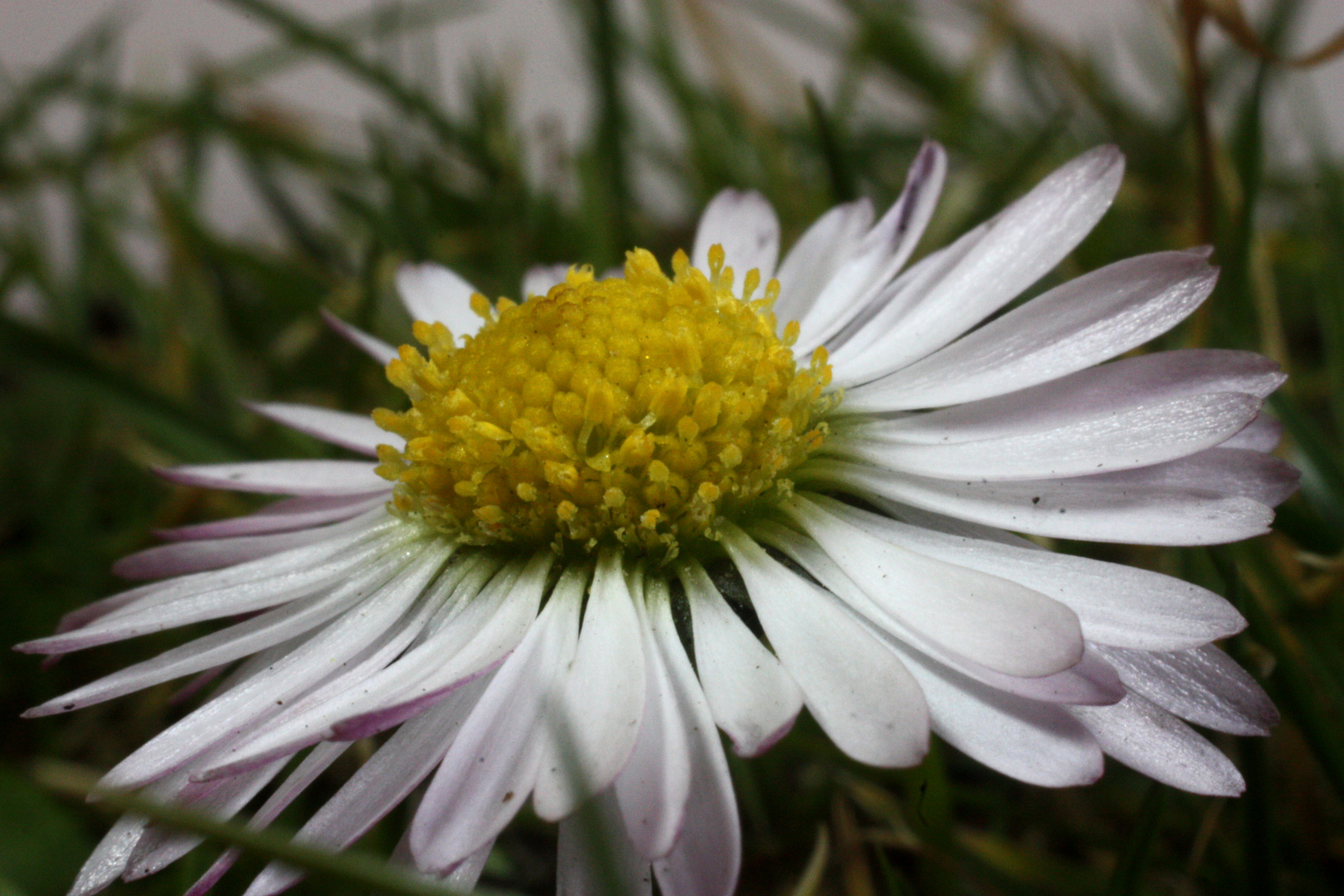 Gänseblümchen