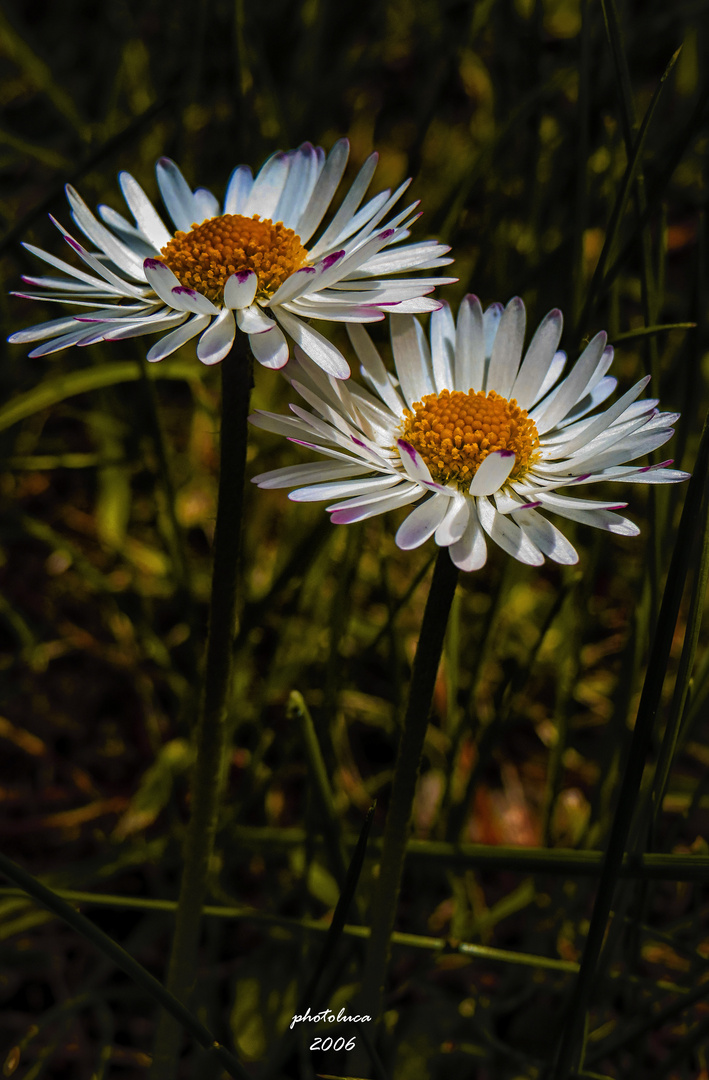 gänseblümchen 