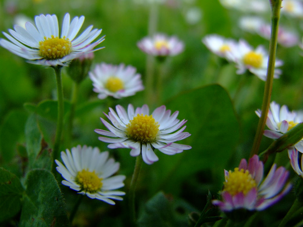 Gänseblümchen