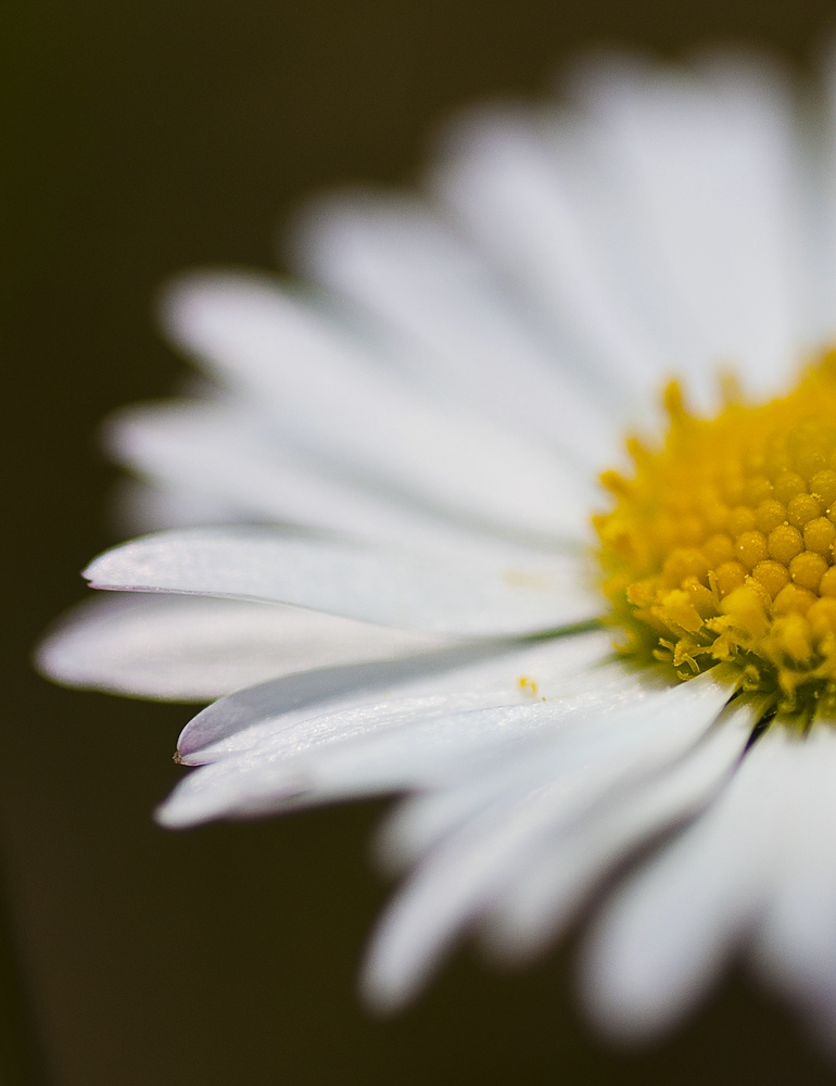 Gänseblümchen