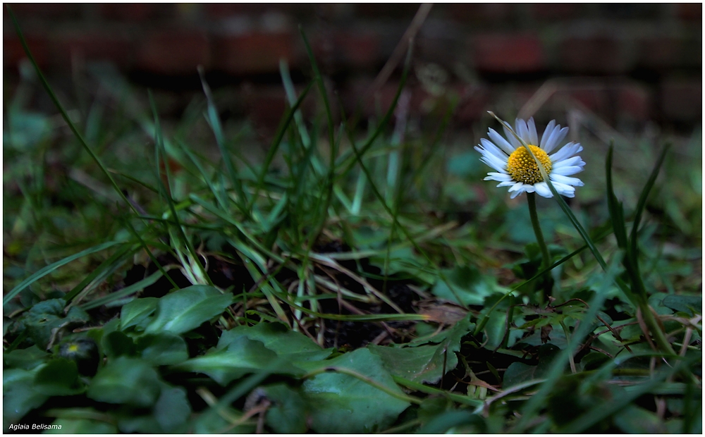 Gänseblümchen