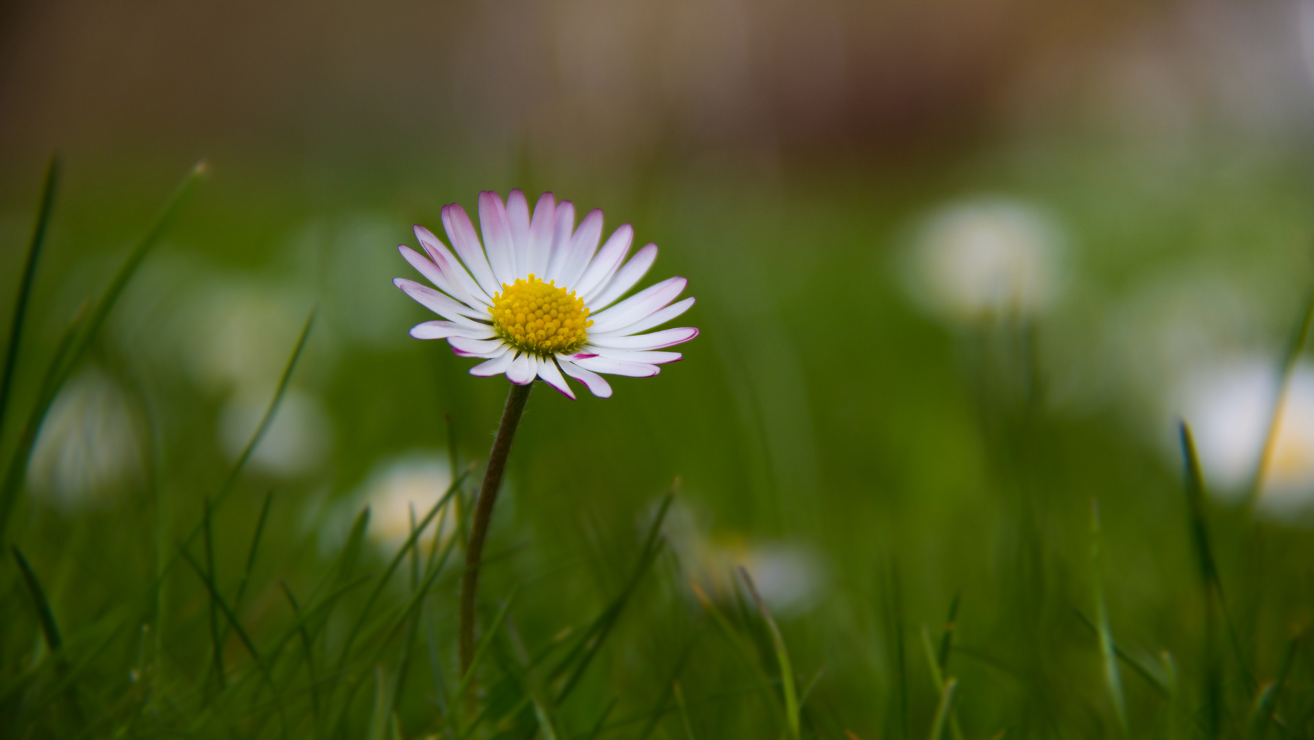 Gänseblümchen