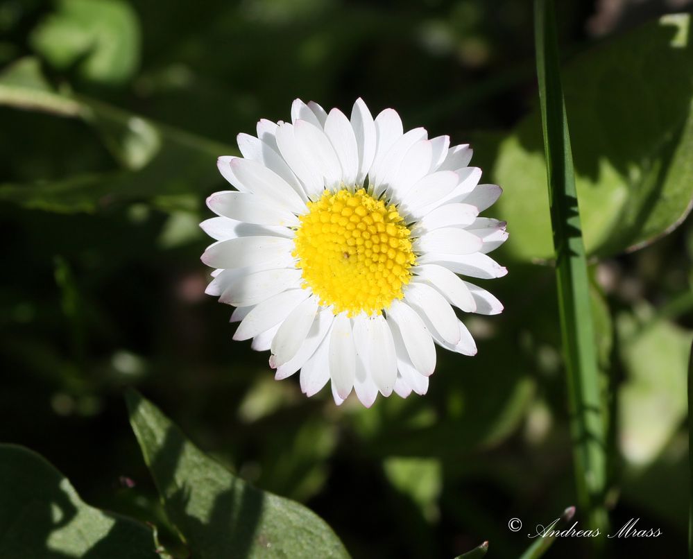 Gänseblümchen