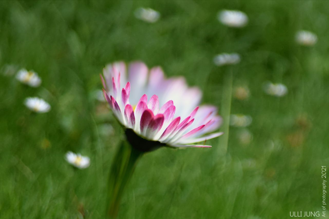 Gänseblümchen