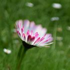 Gänseblümchen