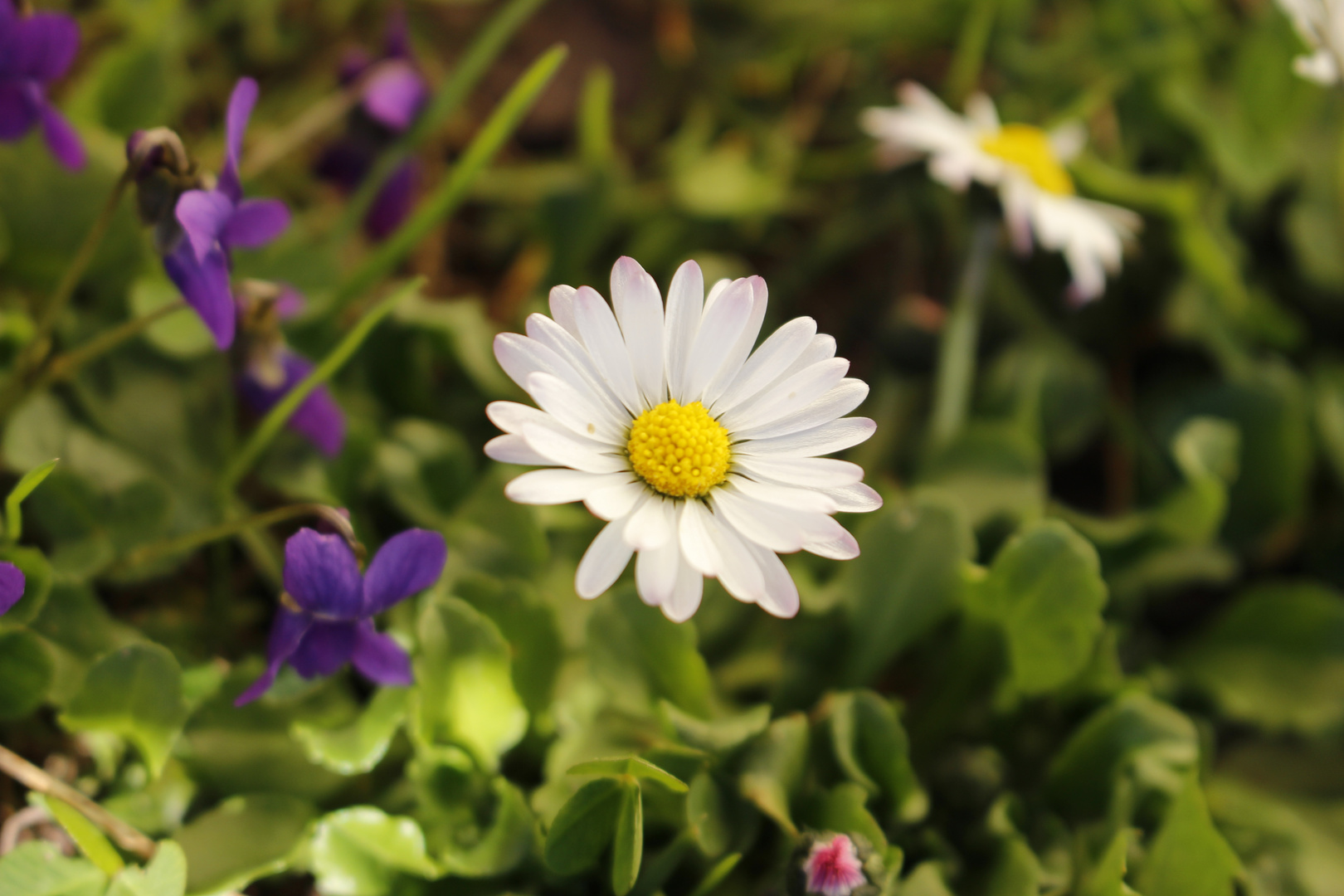 Gänseblümchen