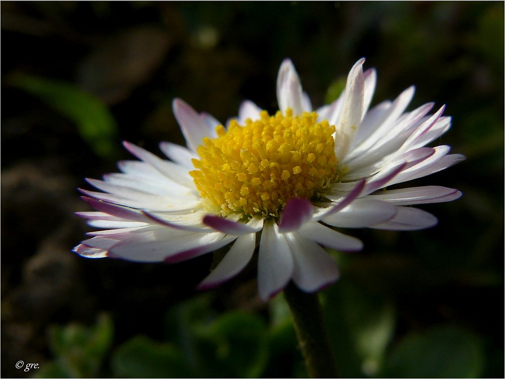 Gänseblümchen