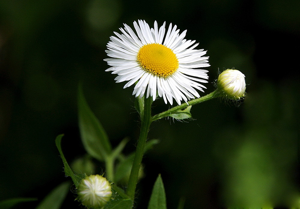 Gänseblümchen