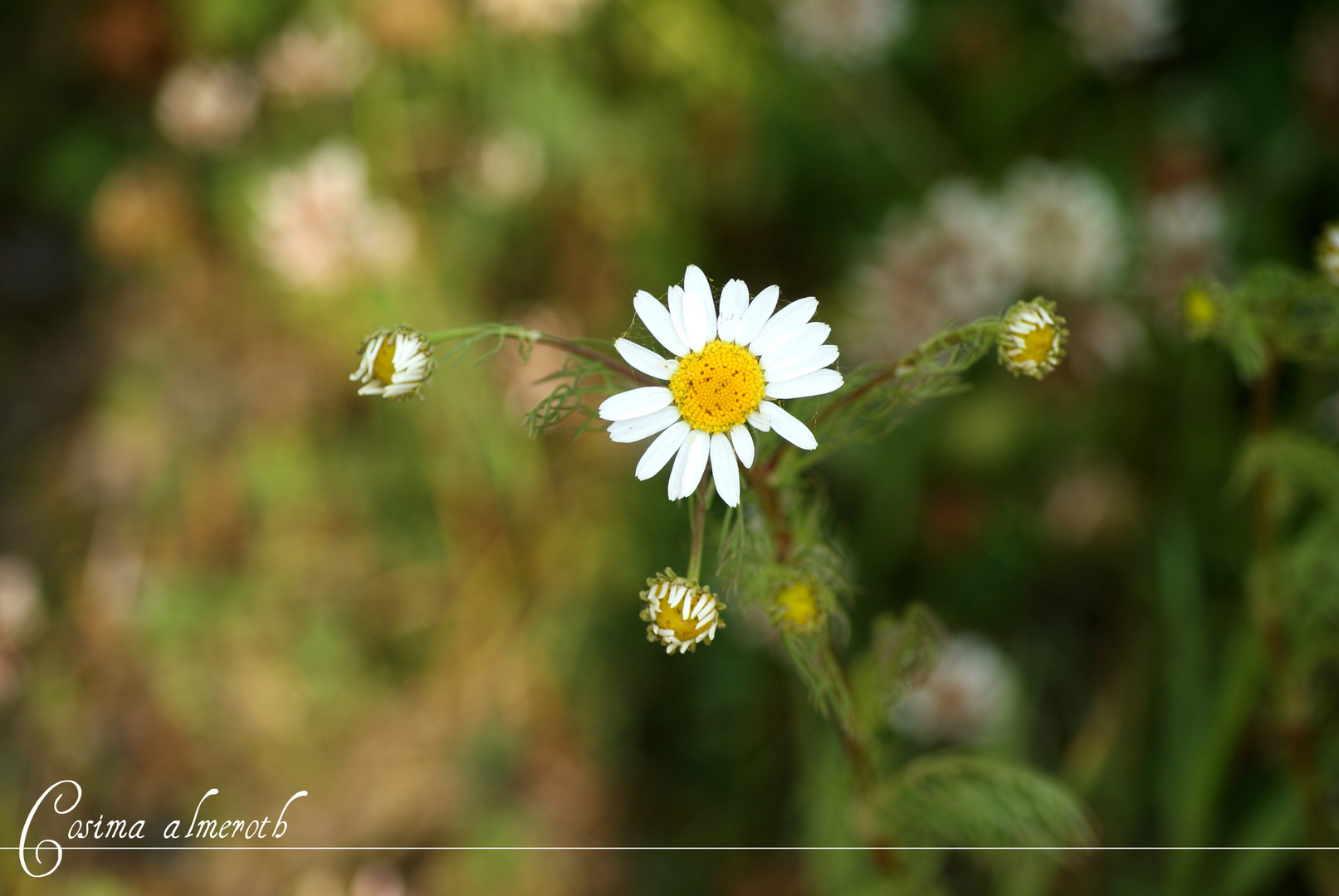 Gänseblümchen